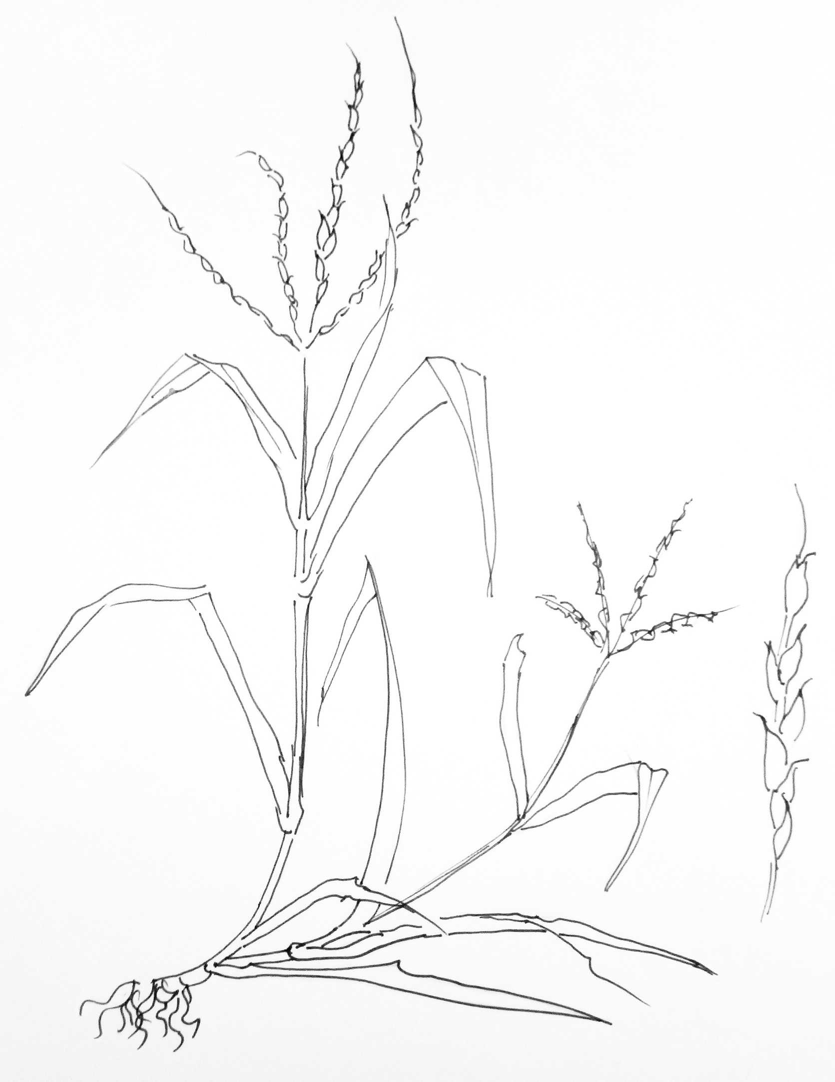 DIGITARIA CILIARIS L. - sanguinaria